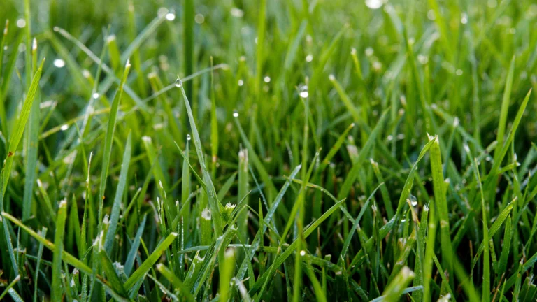 green grass