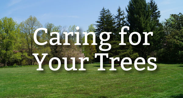 Pure-Green-Caring-for-Trees-01.jpg Pure-Green-Caring-for-Trees-01.jpg