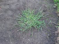crabgrass.jpg crabgrass Nashville.jpg