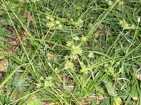 yellow_nutsedge_001.jpg yellow_nutsedge nashville