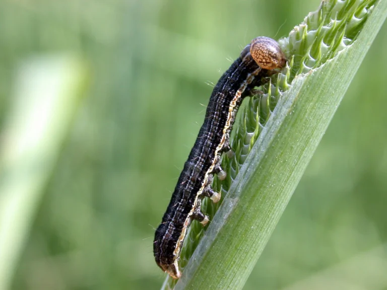 Armyworms