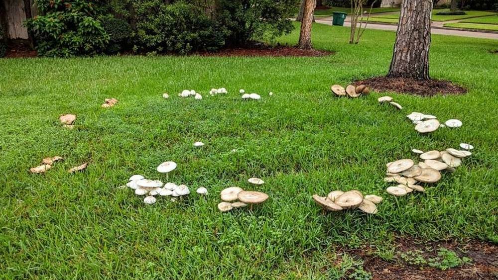 Fairy ring